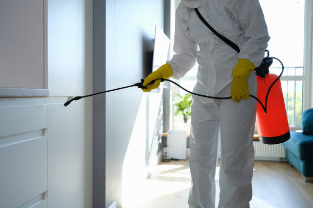 Attic Mold Removal in Painesville, OH